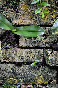 Close-up of plants by water