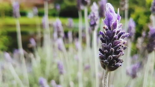 Close-up of lavender blooming on field