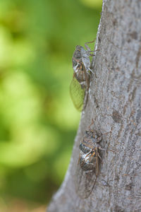 Close-up of insect on tree trunk