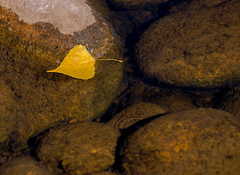 Close-up of dry leaf on rock by sea