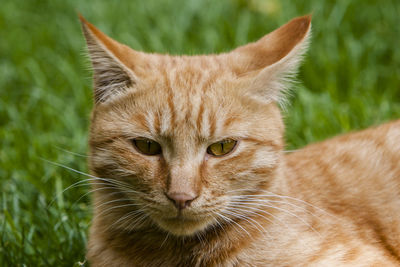 Close-up portrait of a cat