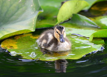 Close-up of duckling on leaf in lake