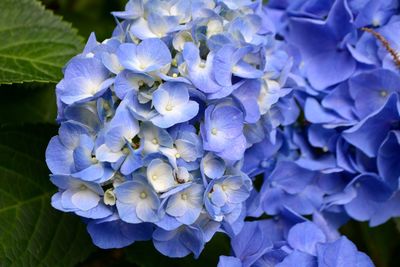 Close-up of blue hydrangea flowers