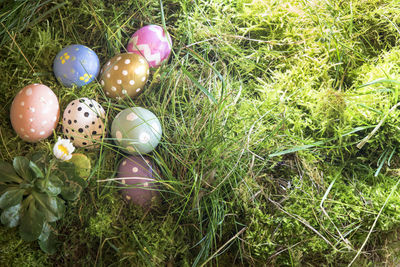 Plants growing on grassy field