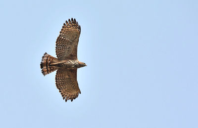 Low angle view of eagle flying against clear sky