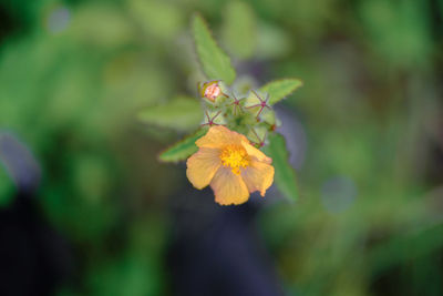 Close-up of yellow flowering plant