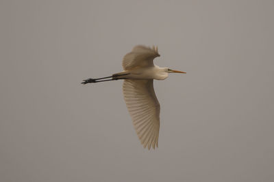 Bird flying in sky