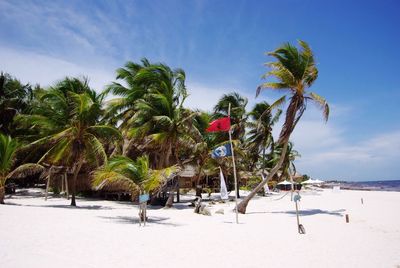 Palm trees on beach