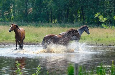 Horse in a river
