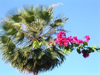 Low angle view of pink flowering tree against blue sky
