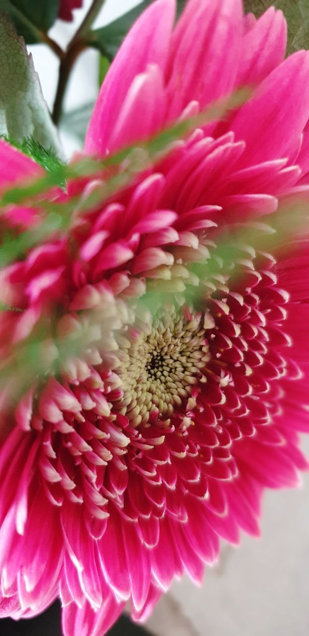 CLOSE-UP OF PINK FLOWERS