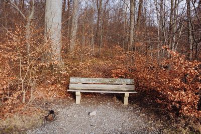 Empty bench in forest