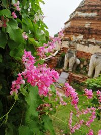 Close-up of pink flowering plants
