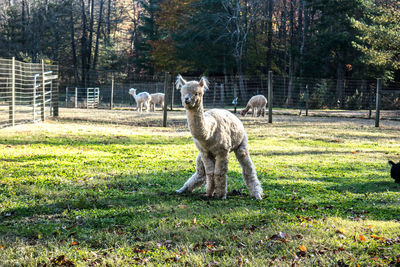 Alpaca in a field