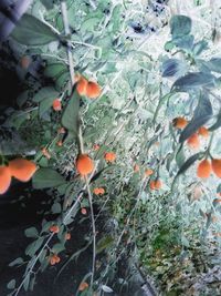 Plant growing outdoors