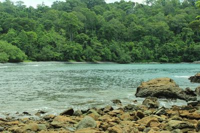 Scenic view of rocks in forest