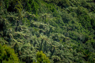 Pine trees in forest