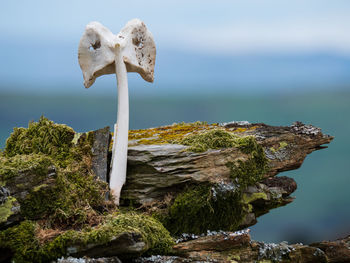 Close-up of mushroom growing on rock against sky