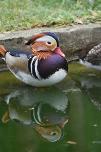 Close-up of duck swimming in lake