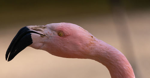 View of the neck and head of a flamingo, scientific name phoenicopteridae