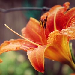 Close-up of orange flower