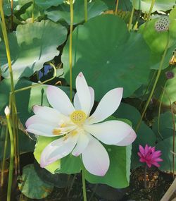 Close-up of lotus blooming outdoors