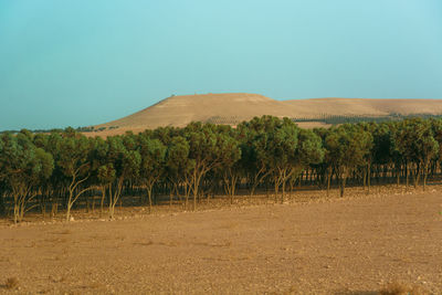 Scenic view of field against clear sky