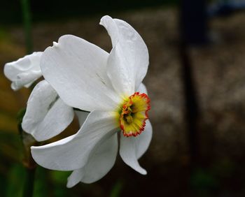 Close-up of white flower blooming outdoors