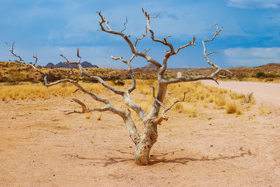 Dead tree on sand against sky