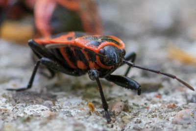 Close-up of insect