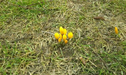 Yellow flowers on field