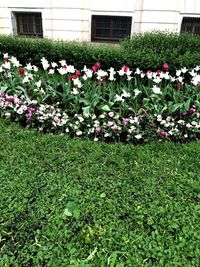 Flowers blooming in garden