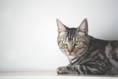 Close-up portrait of a cat