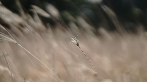 Close-up of wheat plant on field