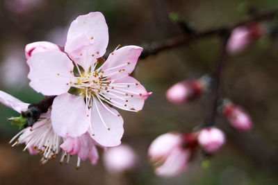 Close-up of cherry blossom blooming during springtime