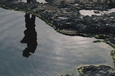 Reflection of tree in puddle