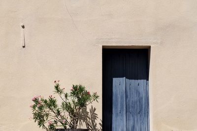 Plant by closed door of house