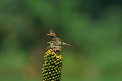 Close-up of a bird