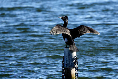 Bird perching on wooden post by lake
