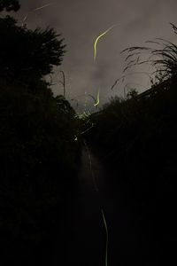 View of trees against dark sky