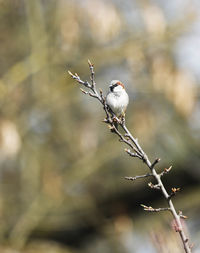 Sparrow - passer domestics