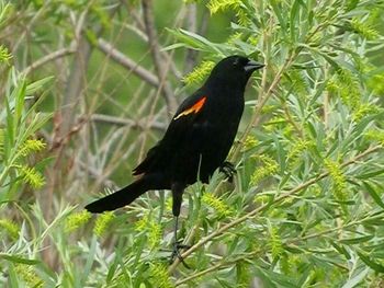 Bird perching on leaf