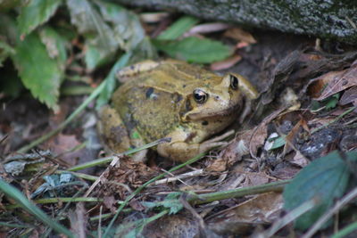 Close-up of frog on field