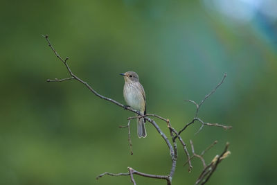 Bird perching on twig