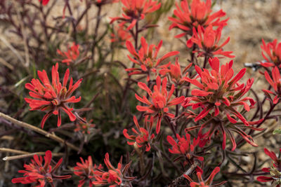 Close-up of red flowering plants