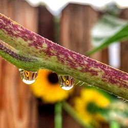 Close-up of raindrops on leaf