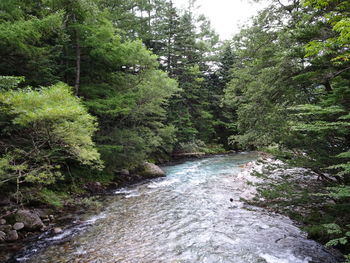 River amidst trees in forest