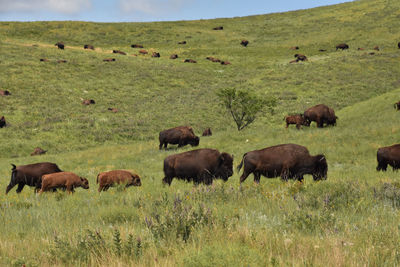 grassland