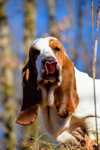 Close-up portrait of a dog