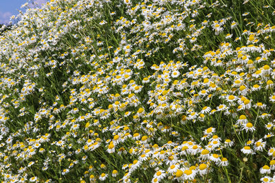 Full frame shot of flowering plants